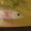 axolotl mexick