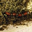 koralovka sedlata